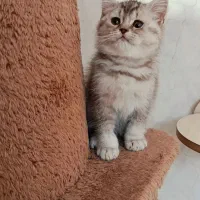 گربه بریتیش سیلور نر