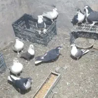 کبوتر رنگی پلاس طوقی کل سفید دم سفید پرستویی