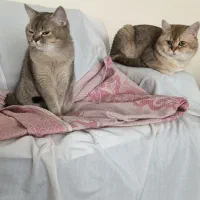 گربه بریتیش|گربه|کرج, عظیمیه|دیوار