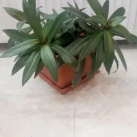 گل آپارتمانی