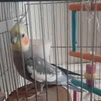 عروس هلندی نر