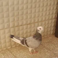 کفتر|پرنده|قم, شهرک فاطمیه|دیوار