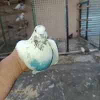 کله دار نر مست