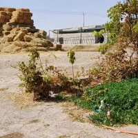 کار در دامداری