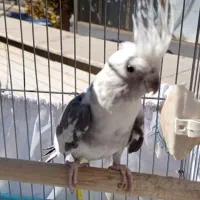 عروس هلندی ماده البینو دوکت مولد کارداده|پرنده|کوهدشت, |دیوار