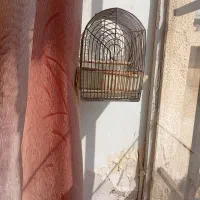 فروش قفس متوسط قناری ویک قفس سهره|لوازم جانبی حیوانات|شیراز, دارالرحمه|دیوار