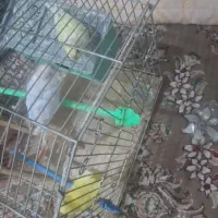 مرغ عشق فنج