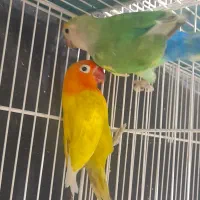 خریداروفروش فنچ طوطی برزیلی مرغ عشق