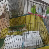 یک جفت مرغ عشق نر وماده