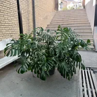 برگ انجیری مانسترا غول پیکر|گل و گیاه طبیعی|تهران, کوهک|دیوار