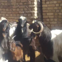 فروشتعدادیبزوبزغاه