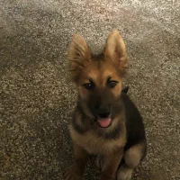 سگ گمشده|سگ|نوشهر, |دیوار