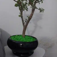 کامپک گل وگیاه|گل و گیاه طبیعی|مشهد, مهدی آباد|دیوار