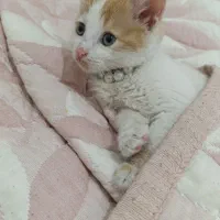 بچه گربه ملوس. واکسن خورده|گربه|پاکدشت, پاکدشت (مامازند)|دیوار