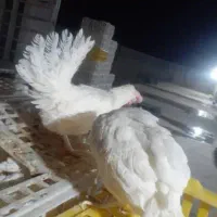مرغ سفید تخم گزار حراج 120هزارتومن|حیوانات مزرعه|بندر ماهشهر, |دیوار