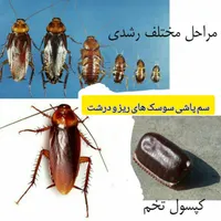 سم پاشی تخصصی و تضمینی منازل با مجوز و ضمانت