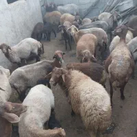 بره نر|حیوانات مزرعه|خورش رستم, |دیوار