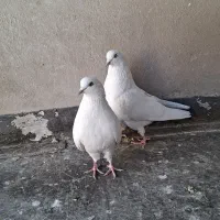 کبوتر|پرنده|برخوار, |دیوار