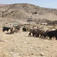 نیازمند چوپان