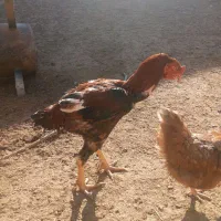 خروس|حیوانات مزرعه|تربت جام, جامرود|دیوار