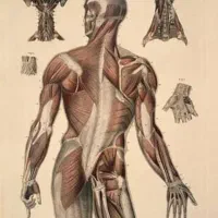 ماساژ در محل|خدمات آرایشگری و زیبایی|چمستان, |دیوار