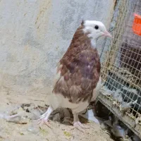 کبوتر رنگه کله سیاه طوقی سرخ دم سفید ساده|پرنده|تربتحیدریه, یحیی آباد|دیوار