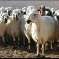 مرکز فروش بره نذری خانه اصفهان محمدی|حیوانات مزرعه|اصفهان, خانه اصفهان|دیوار