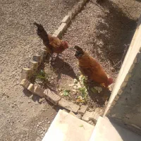 ۲ عدد خروس به فروش می‌رسد