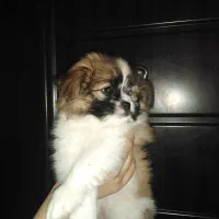 شیتزو پامر سگ