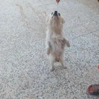 سگ پا کوتاه|سگ|رفسنجان, |دیوار