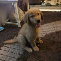 سگ گلدن توله ۲ ماه  واگذاری