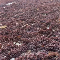 کشمش بیدانه افتابی