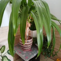 گل طبیعی|گل و گیاه طبیعی|صدرا-فارس, فاز ۲|دیوار