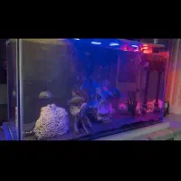 آکواریوم کامل|ماهی|سقز, |دیوار