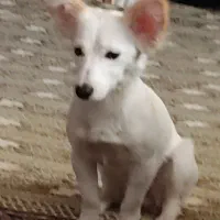 سگ پا کوتاه