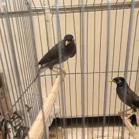 پرنده مینا|پرنده|تهران, عباسآباد|دیوار