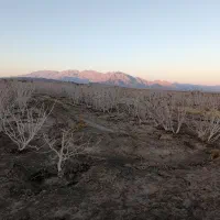 1هکتار زمین پسته ابارق سروستان|فروش زمین و ملک کلنگی|دهبکری, |دیوار