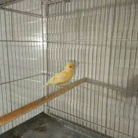 فروش قناری دوماهه ششصد هزار تومان