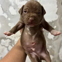 پیتبول امریکن بولی|سگ|بندر انزلی, پیل علی باغ|دیوار