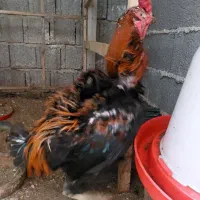 خروس