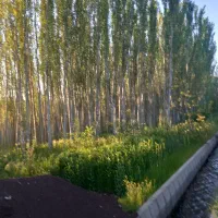 باغ قلمه زار بیشه زار یا گواخلق یا درخت