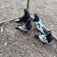 کفتر سین سیاه با یه گلی سینه ای
