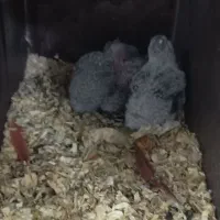 جفت گرینچیک یلوساید رد (مولد)