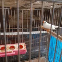 حراج فنچ با قفس ۲۵۰تومن