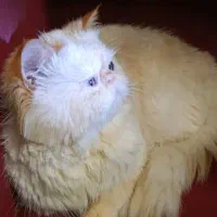 گربه پرشین نر برای جفت گیری|گربه|رشت, توشیبا|دیوار