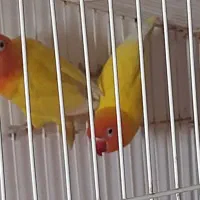 طوطی برزیلی|پرنده|بندر ماهشهر, |دیوار