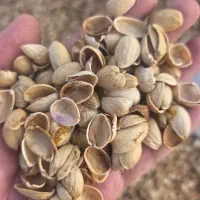 خریدار پوست پسته