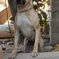 ماده شکاری|سگ|خرمآباد, |دیوار