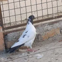 کبوتر