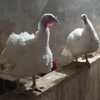 بوقلمون بیوتی ۶ وزن فوق سنگین